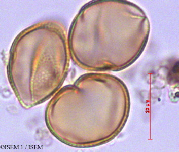 Grias multinervia - lame n° 29231